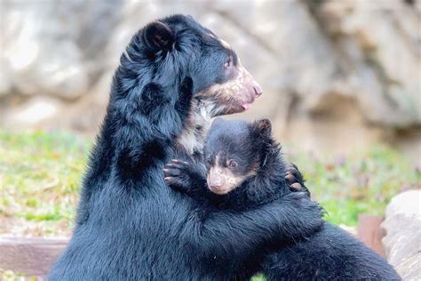 Pierre Dschungelcamp: From Reality Star To Conservation Advocate