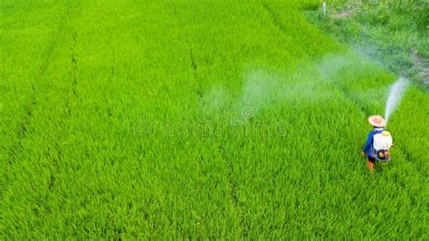 Farmer Spray Insecticide Into Rice Farm Editorial Photography Image