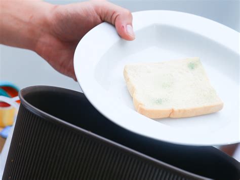 Growing Mold On Bread Experiment