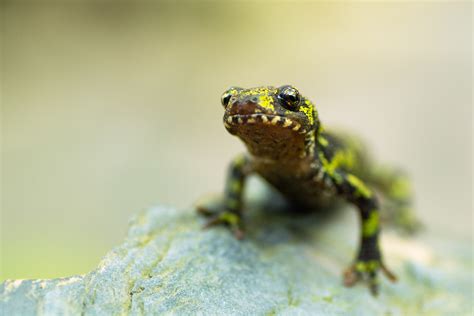 How To Photograph Amphibians - Daniel Santos Photography