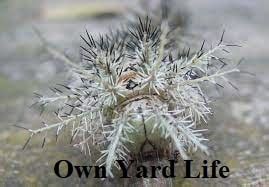 20 Types of Stinging Caterpillars (With Pictures) - Own Yard Life