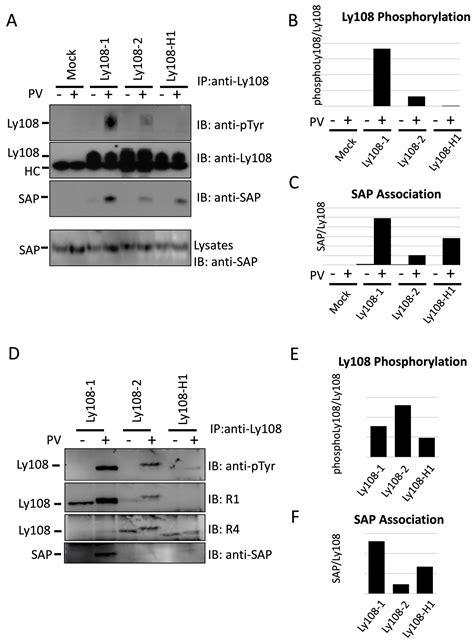 characterization  ly  signaling reveals ly  expression