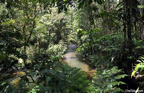 Excursión Al Amazonas Ecuatoriano