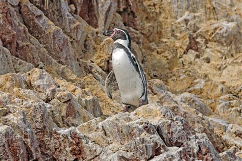 Pingüino De Humboldt En La Isla Ballestas Parque Nacional De Paracas