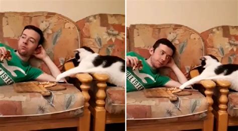 TikTok Viral Gato trata de robar un trozo de pizza pero su dueño lo