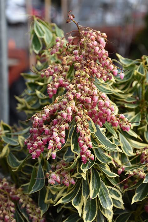 Passion Frost Japanese Pieris Pieris Japonica Ralto In Issaquah