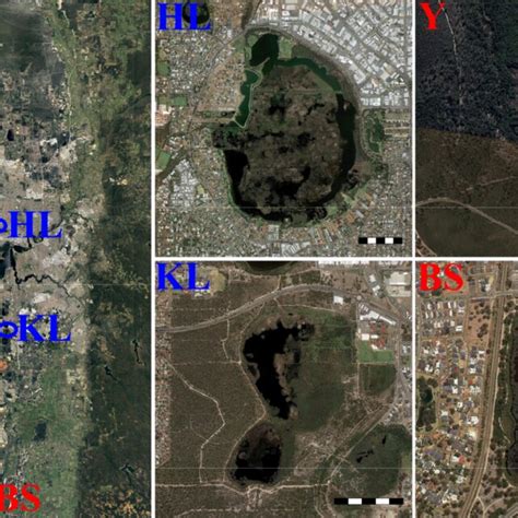 Wetlands That Were Surveyed In The Swan Coastal Plain Bs Black Swan