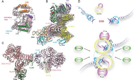 Dna Pk And Dna Pkcs Structures A B Superimposition Of Apo And Holo