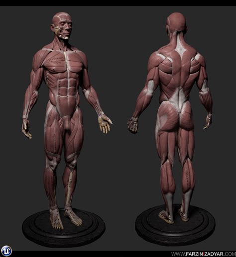 3d Model Human Anatomy Kit And Female Anatomy Kit Commercial License Vr Ar Low Poly Cgtrader