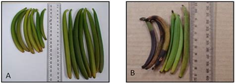 Vanilla Planifolia Artificial And Insect Pollination Floral Guides