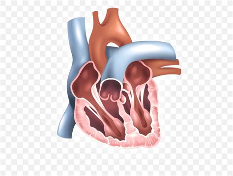 Inferior Vena Cava Filter Superior Vena Cava Venae Cavae Vein PNG