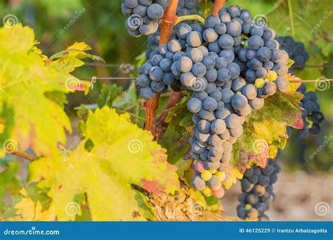 Grupos Das Uvas Do Vinho Tinto Que Penduram Da Videira Velha Imagem De