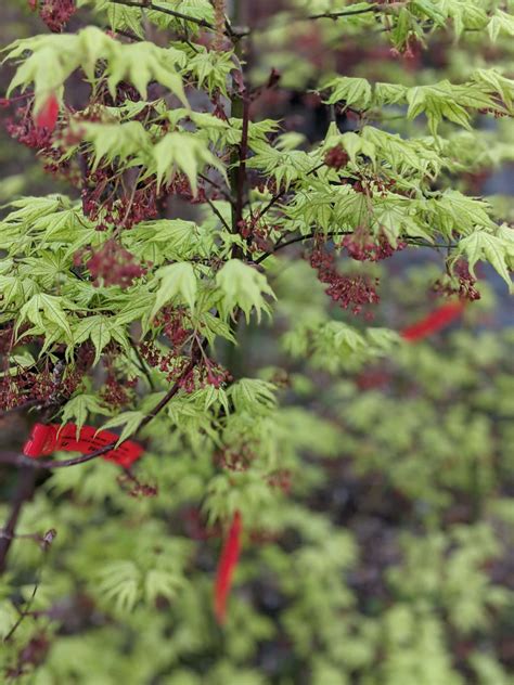 Japanese Maple Trees | Get Rooted