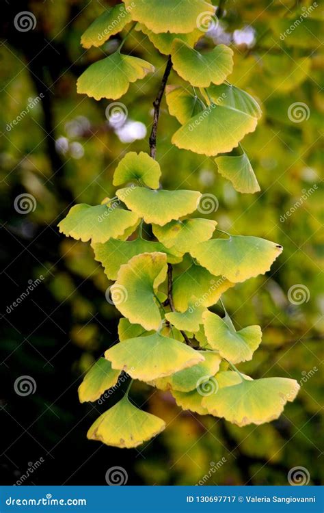 Detail of Ginkgo Biloba Leaves in Autumn Stock Image - Image of tree ...