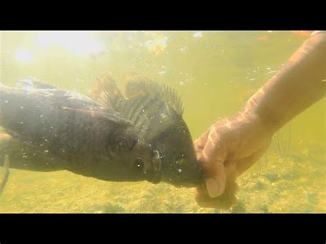 El Mejor M Todo Para Pescar Muchos Peces Tilapias Y Mojarras