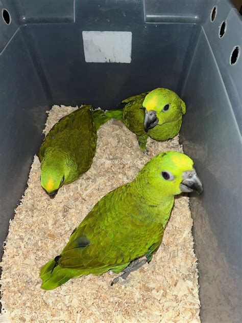 Yellow Naped Amazon for sale - ParrotCrown.com