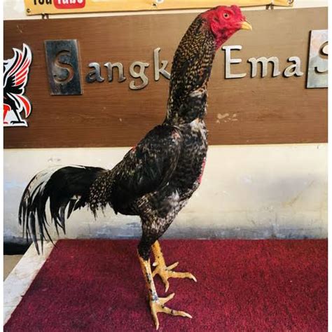 Jual Telur Ayam Bangkok Birma Full Brakot Fertil Asli Untuk Ternak