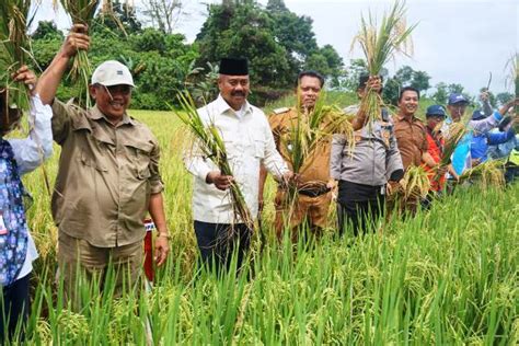 Panen Padi Bersama Gapoktan Di Bhuana Jaya Bupati Ajak Stakeholder