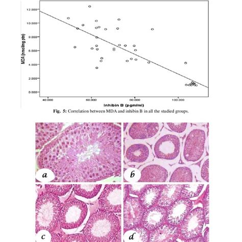 Photomicrographs Of Hande Stained Testis Sections Of Sham Operated A