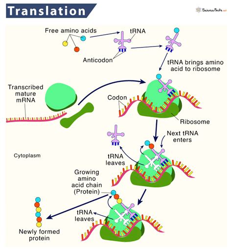 translation definition biology proteinbiosynthese transkription