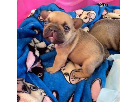 7 Weeks Old Frenchies Available Port Orange Puppies For Sale Near Me