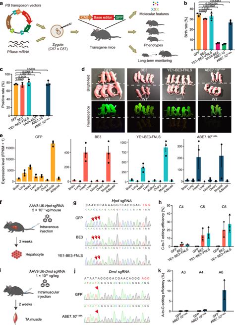 Cytosine Base Editors Induce Off Target Mutations And Adverse Phenotypic Effects In Transgenic