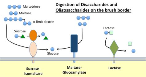 Brush Border Enzymes Are Found In The Small Intestine - Border News Wallpaper HD | Border ...