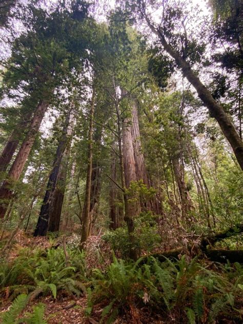 1-Day Redwood National Park Itinerary & Guide - Engineer to Explore