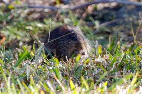 Hispid Cotton Rat Mammals Of Alabama · Inaturalist