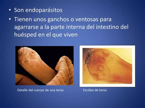 Invertebrados II Anelidos Platelmintos Y Nematodos PPT