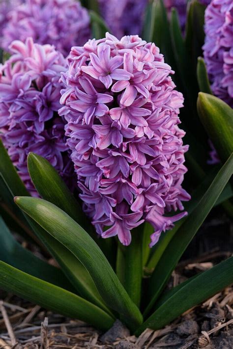 Hyacinthus Purple Voice cserepes jácint 12 cm es cserépben 1 db