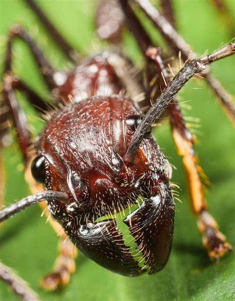 beetles paraponera clavata bullet ant size insects bugs