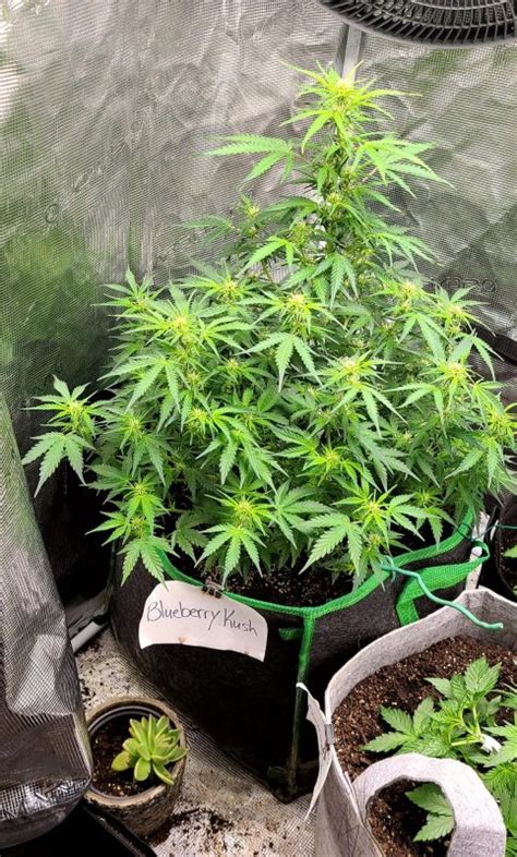 Blueberry Autoflower Feminized Cannabis Seeds From Coastal Mary