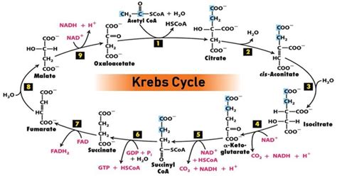 Tca Cycle Citric Acid Cycle Or Krebs Cycle Microbiology Notes