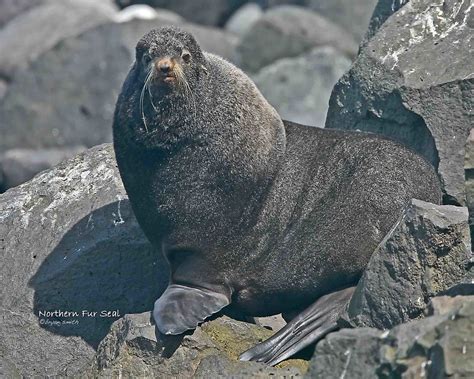 Norfursea 0020 Northern Fur Seal Callorhinus Ursinus 12 Flickr