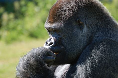 Gorilla Free Stock Photo Public Domain Pictures