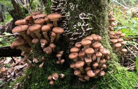 Humongous Fungus The Largest Living Thing On Earth Owlcation