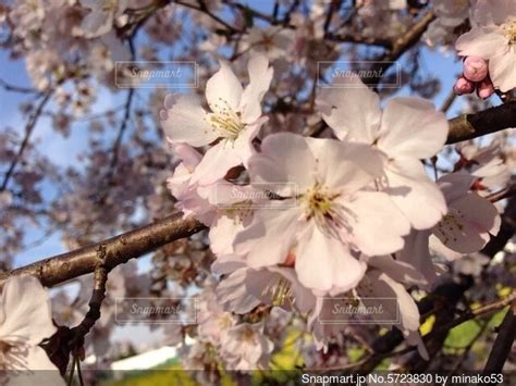 青空に映える満開の桜の写真・画像素材 5723830 Snapmart（スナップマート）