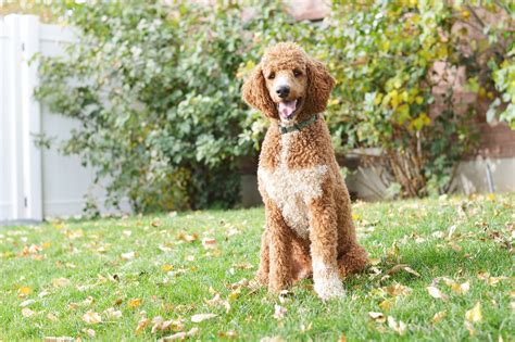 Red Abstract Standard Poodle Mountain Blue Doodles In Utah Standard