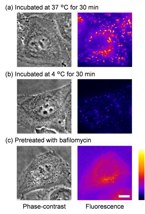 Mechanisms Of Cellular Uptake And Lysosomal Localization Of Anp Oeg