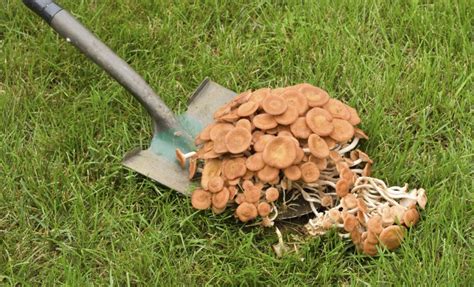 How To Get Rid Of Mushrooms In The Garden Fasci Garden