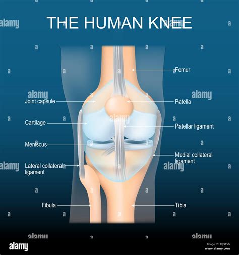 Knee Anatomy Knee Joint Structure Front View Of Human Knee With