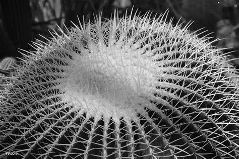 Grayscale Cactus, Spikes - 2048x1365