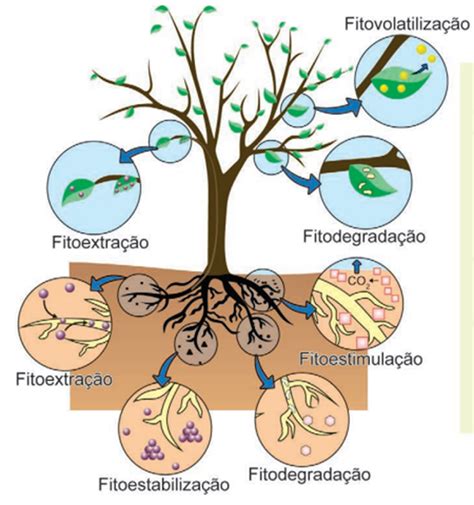 A Fitorremediação É Uma Técnica Que Utiliza Plantas - Vídeo ENEM - A fitorremediação é uma técnica que utiliza plantas