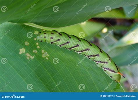 Tobacco Hornworm Caterpillar Stock Photo - Image of pest, hole: 99696172