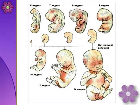 Развитие зародыша и плода организма Беременность и роды презентация