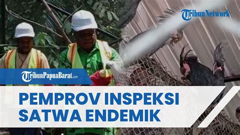 Pemprov Papua Barat Daya Lakukan Inspeksi Satwa Endemik Julian Kambu