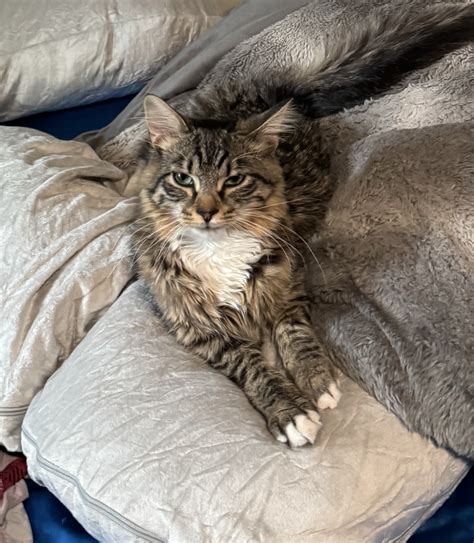 Maine Coon Bengal Mix Meet Washington Adorable Maine Coon Kitten