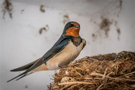 Старых ласточек (35 фото) - красивые фото и картинки pofoto.club