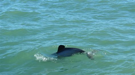 Scientists Eavesdrop On Endangered Dolphins NIWA